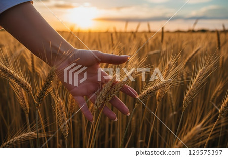 Female hand caresses golden wheat ears in rich field during sunset, capturing the essence of nature???s abundance and rural serenity 129575397