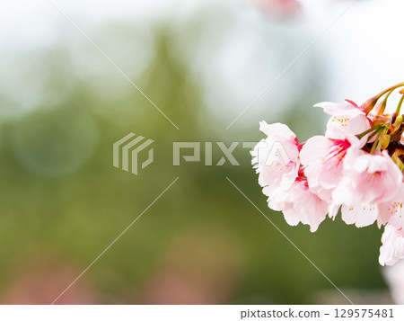 綏爛的河津櫻花盛開，預示著春天的到來 129575481