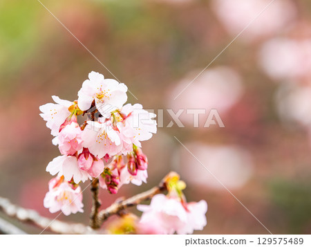 綏爛的河津櫻花盛開,預示著春天的到來 綏爛的河津櫻花盛開,預示著春天的到來 129575489