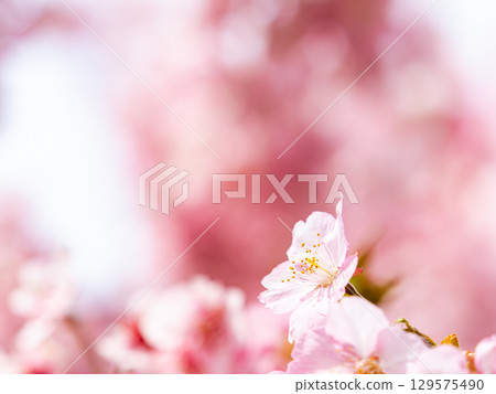 綏爛的河津櫻花盛開，預示著春天的到來 129575490