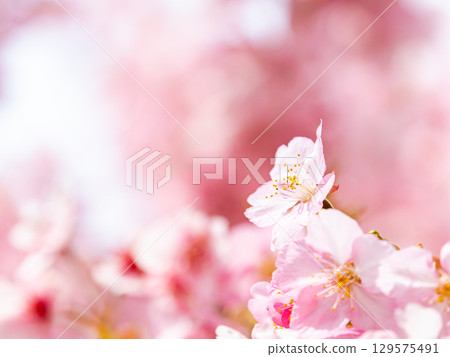The gorgeous Kawazu cherry blossoms in full bloom signal the arrival of spring 129575491