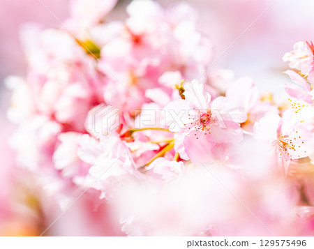 The gorgeous Kawazu cherry blossoms in full bloom signal the arrival of spring The gorgeous Kawazu cherry blossoms in full bloom signal the arrival of spring 129575496