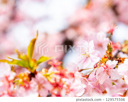 The gorgeous Kawazu cherry blossoms in full bloom signal the arrival of spring The gorgeous Kawazu cherry blossoms in full bloom signal the arrival of spring 129575506