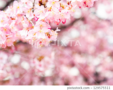 The gorgeous Kawazu cherry blossoms in full bloom signal the arrival of spring The gorgeous Kawazu cherry blossoms in full bloom signal the arrival of spring 129575511