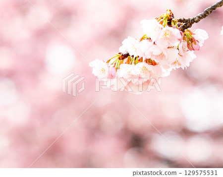 The gorgeous Kawazu cherry blossoms in full bloom signal the arrival of spring The gorgeous Kawazu cherry blossoms in full bloom signal the arrival of spring 129575531