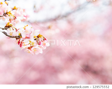 The gorgeous Kawazu cherry blossoms in full bloom signal the arrival of spring 129575552