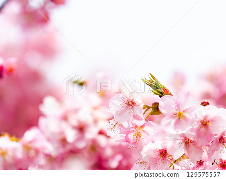 The gorgeous Kawazu cherry blossoms in full bloom signal the arrival of spring 129575557