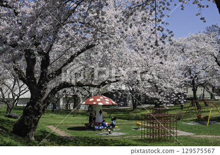 有櫻花的公園 有櫻花的公園 129575567