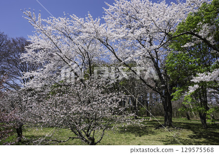 有櫻花的公園 129575568