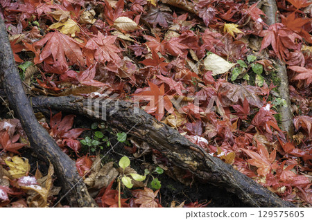 Scenery of fallen leaves 129575605