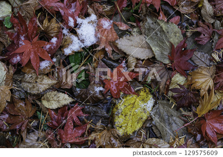 Scenery of fallen leaves 129575609