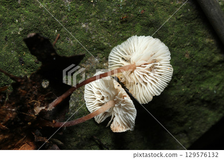 The gills and stem of a karebatake mushroom growing from fallen leaves (outdoor field fungi and mushroom macro photography) 129576132