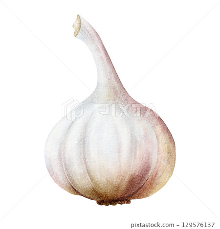 Watercolor garlic bulb illustration isolated on white. Hand drawn realistic vegetable clip art in simple style and gray pink colors for spices and culinary designs 129576137