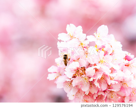 初春盛開的河津櫻花和採蜜的蜜蜂 129576194