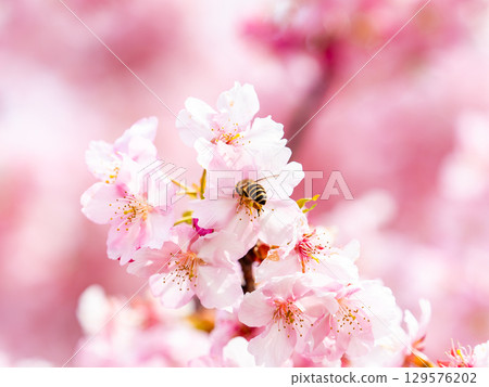 Gorgeous Kawazu cherry blossoms in full bloom in early spring and honeybees collecting nectar Gorgeous Kawazu cherry blossoms in full bloom in early spring and honeybees collecting nectar 129576202
