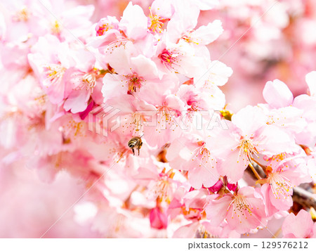Gorgeous Kawazu cherry blossoms in full bloom in early spring and honeybees collecting nectar 129576212