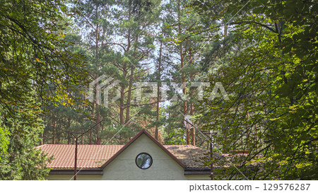 Tall trees and blue sky, visible through pine trees. Tourist recreation. Tall trees and blue sky, visible through pine trees. Tourist recreation. 129576287