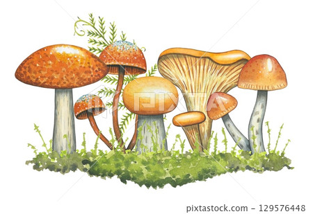 Composition with mushrooms, green grass, fern. Watercolor on a white background Composition with mushrooms, green grass, fern. Watercolor on a white background 129576448
