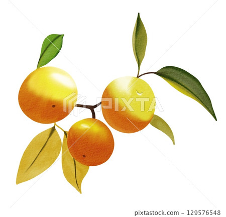 Watercolor illustration. Hand drawn tangerines. Watercolor illustration. Hand drawn tangerines. 129576548