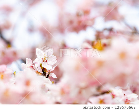 綏爛的河津櫻花盛開，預示著春天的到來 129576662