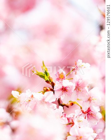 The gorgeous Kawazu cherry blossoms in full bloom signal the arrival of spring The gorgeous Kawazu cherry blossoms in full bloom signal the arrival of spring 129576681