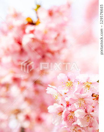 The gorgeous Kawazu cherry blossoms in full bloom signal the arrival of spring The gorgeous Kawazu cherry blossoms in full bloom signal the arrival of spring 129576685