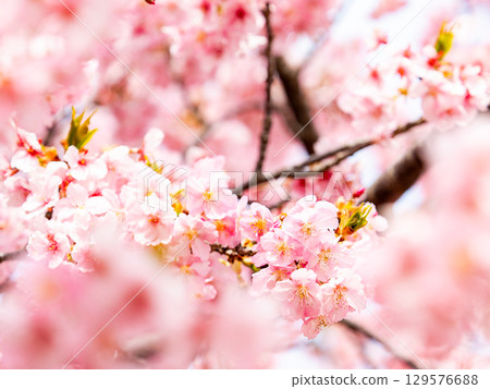 The gorgeous Kawazu cherry blossoms in full bloom signal the arrival of spring 129576688