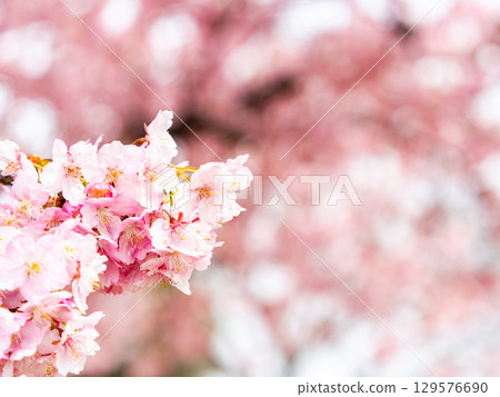 綏爛的河津櫻花盛開，預示著春天的到來 129576690