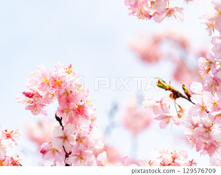 綏爛的河津櫻花盛開,預示著春天的到來 綏爛的河津櫻花盛開,預示著春天的到來 129576709