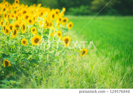 Rice fields and sunflowers 129576848