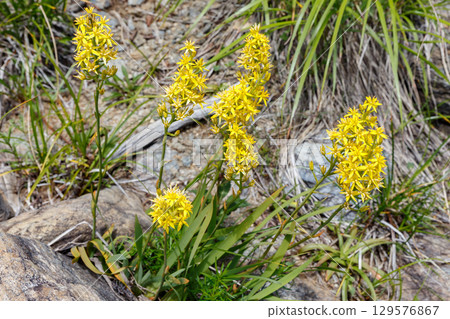 八方尾根上盛開的黃花 八方尾根上盛開的黃花 129576867