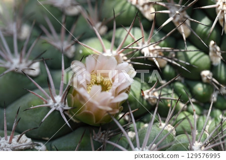 New World Cactus Flower 129576995