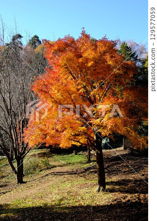 楓葉 [相模原市津久井 12月] 129577059