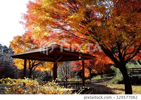 涼亭與秋天的楓葉 [相模原市津久井 12月] 129577062