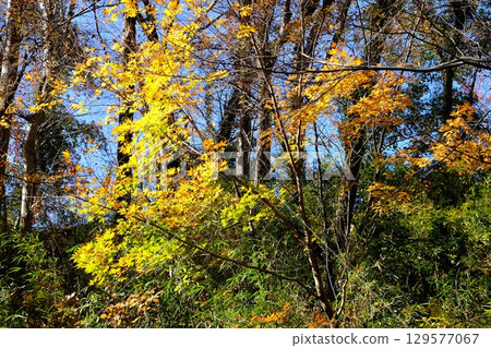 Yellow leaves of maple trees in a mixed forest [Tsukui, Sagamihara City, December] 129577067