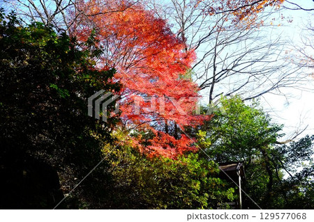 Autumn leaves at Ura-Kidomon Gate [Tsukui, Sagamihara City, December] 129577068