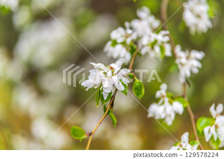 White blossoming apple trees with rain drops White blossoming apple trees with rain drops 129578224