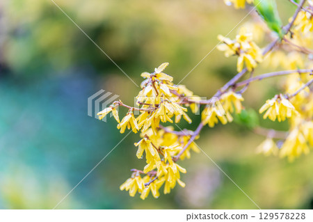 Forsythia with rain drops. Blooming forsythia bush. Yellow flower on a branch of forsythia. 129578228