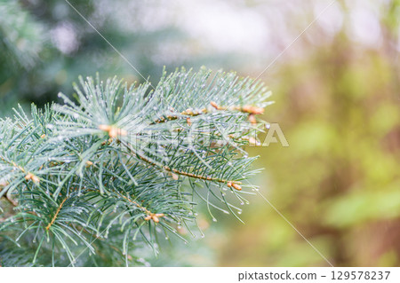 Background of green spruce branches with water drops after rain Background of green spruce branches with water drops after rain 129578237