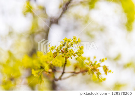 Blooming Norway Maple, Acer platanoides, in beautiful light 129578260