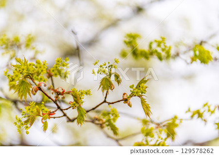 Blooming Norway Maple, Acer platanoides, in beautiful light 129578262