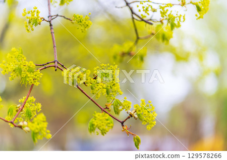 Blooming Norway Maple, Acer platanoides, in beautiful light 129578266