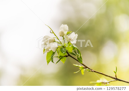 White blossoming apple trees with rain drops White blossoming apple trees with rain drops 129578277