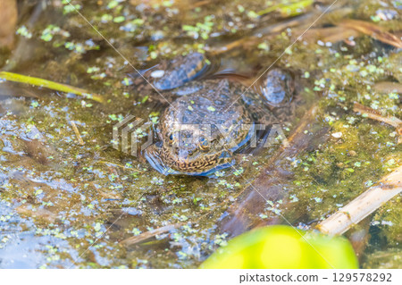 A large green frog sits in the marsh. A large green frog sits in the marsh. 129578292