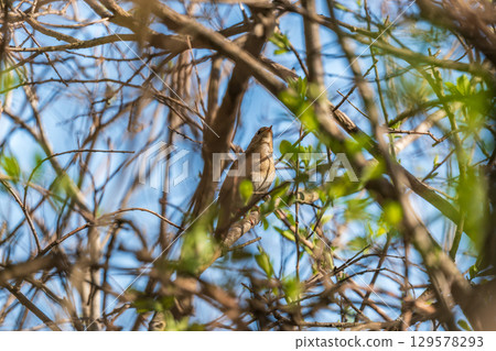 Thrush Nightingale, Luscinia luscinia. A bird sits on a tree branch and sings Thrush Nightingale, Luscinia luscinia. A bird sits on a tree branch and sings 129578293