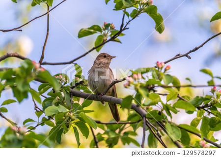 Thrush Nightingale, Luscinia luscinia. A bird sits on a tree branch and sings Thrush Nightingale, Luscinia luscinia. A bird sits on a tree branch and sings 129578297