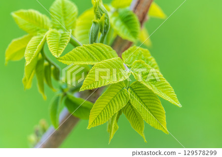 Nature of green leaf in garden at summer. Natural green leaves plants using as spring background cover page environment ecology Nature of green leaf in garden at summer. Natural green leaves plants using as spring background cover page environment ecology 129578299