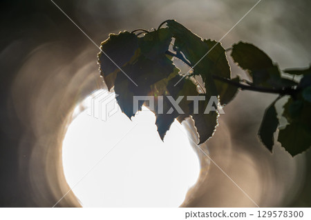 Branch of birch tree, Betula pendula, silver birch, warty birch, European white birch, with green leaves 129578300
