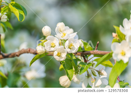 White blossoming apple trees in the sunset light. Spring season, spring colors. 129578308