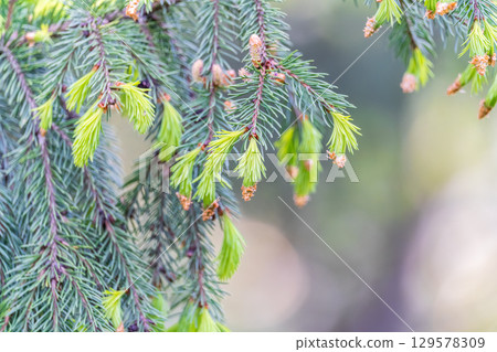 Closeup of fir branches with young buds. Spring nature concept. Fir branches with fresh shoots 129578309